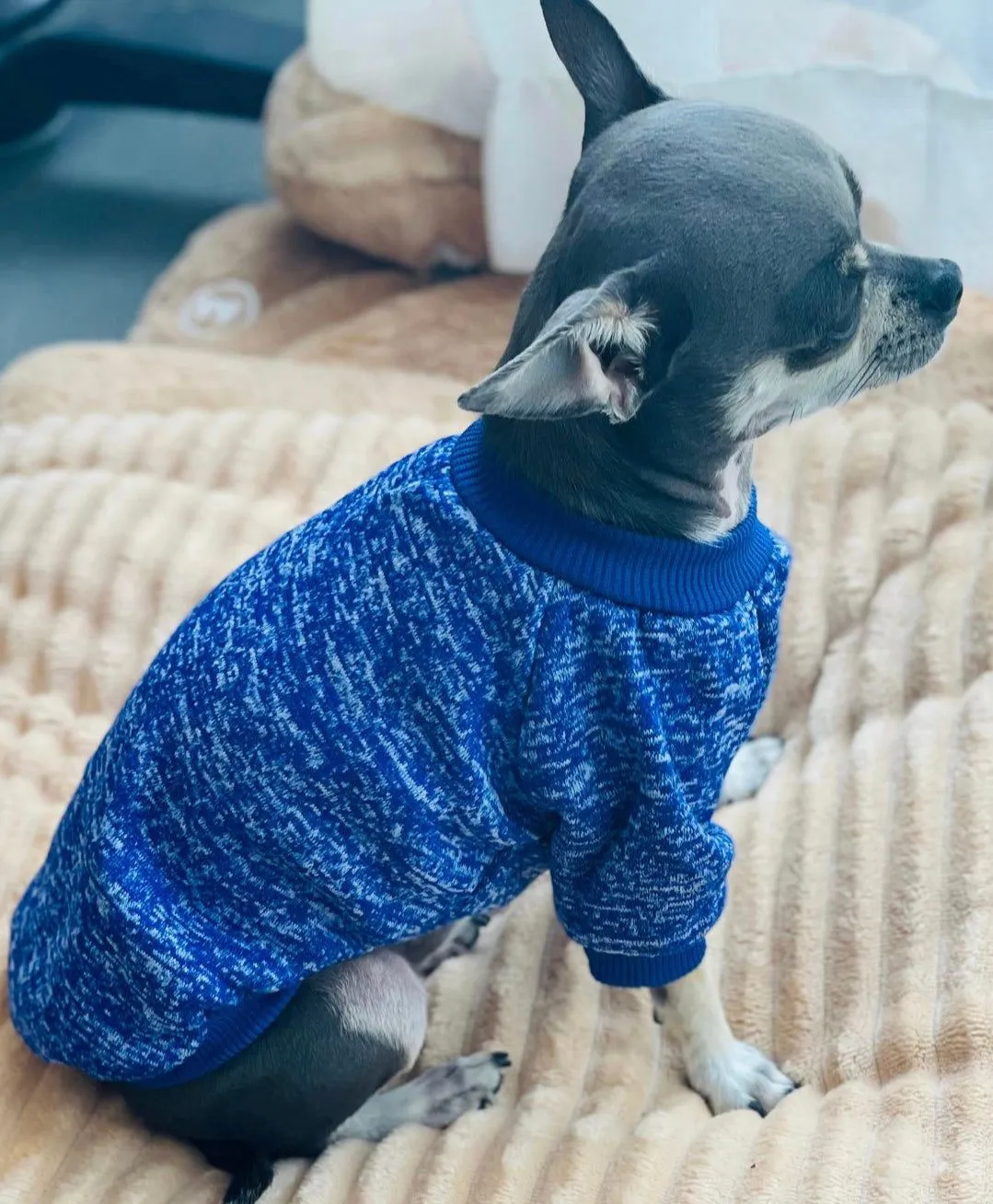 Dog sweater,