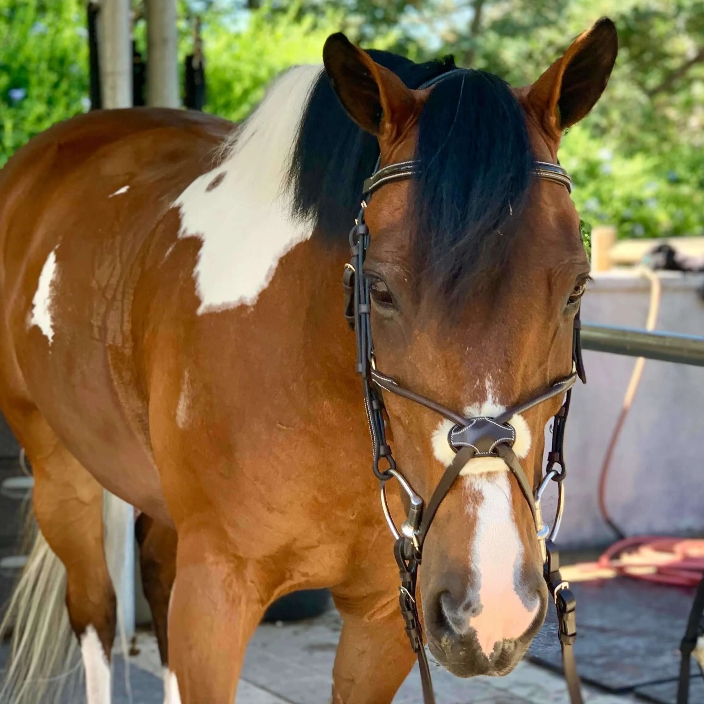 Halter Ego® - Brown Anatomical Rolled Figure 8 Bridle