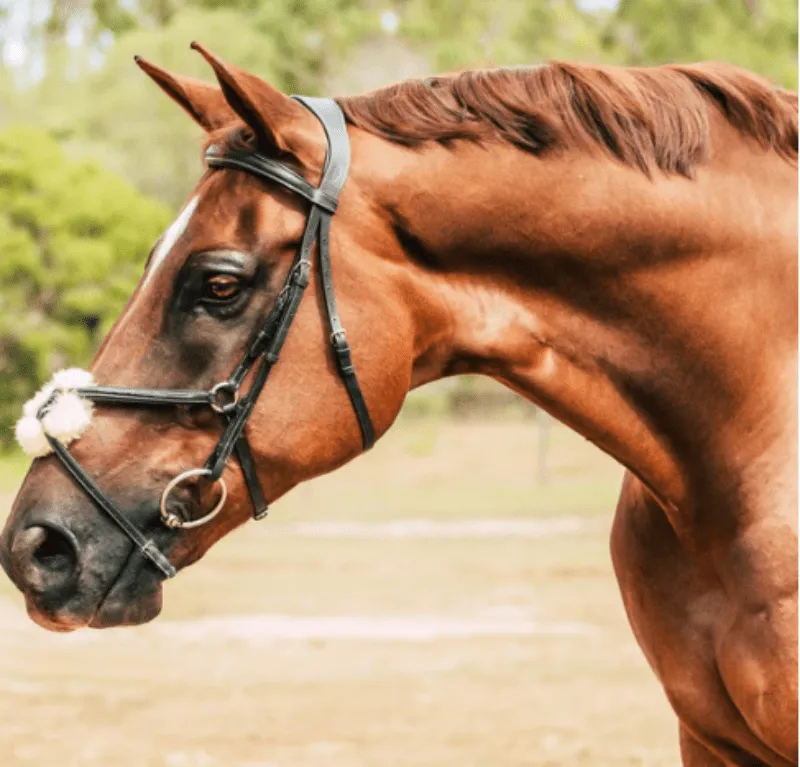 Lumiere Ava Grackle Bridle